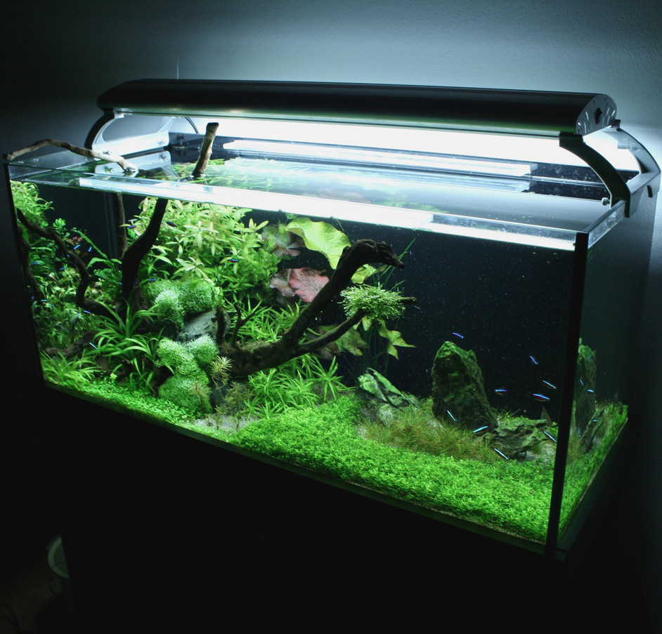 Képtalálat a következőre: „akvárium világítás”